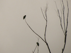 Amazona ochrocephala