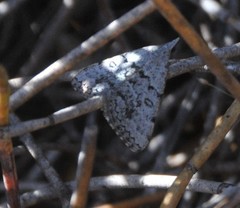 Dichromodes indicataria