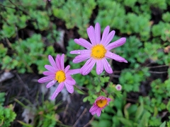Senecio elegans