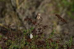 Zonotrichia leucophrys