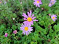 Senecio elegans
