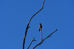 Calypte anna