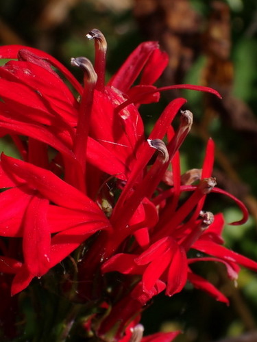 Lobelia cardinalis image