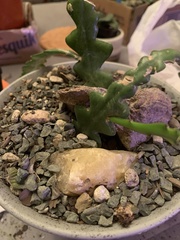 Disocactus anguliger