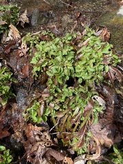 Micranthes micranthidifolia