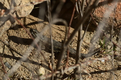Sceloporus occidentalis