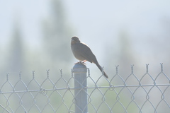 Melozone crissalis