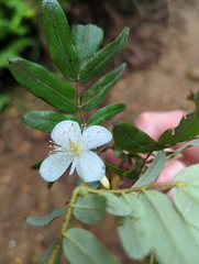 Eucryphia moorei
