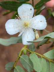 Eucryphia moorei