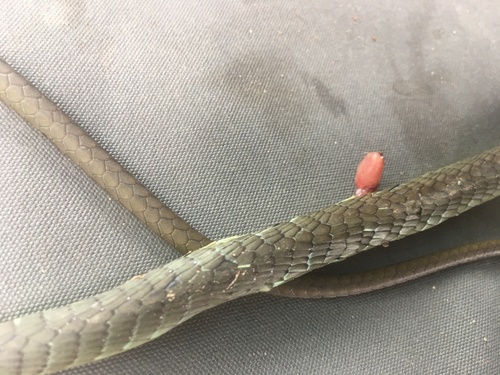 Common Tree Snake sighting