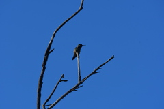 Calypte anna
