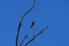 Calypte anna