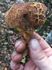 Boletus subtomentosus image