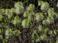Fothergilla ×intermedia