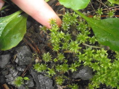 Rosulabryum subtomentosum