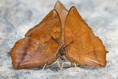 Charaxes bernardus