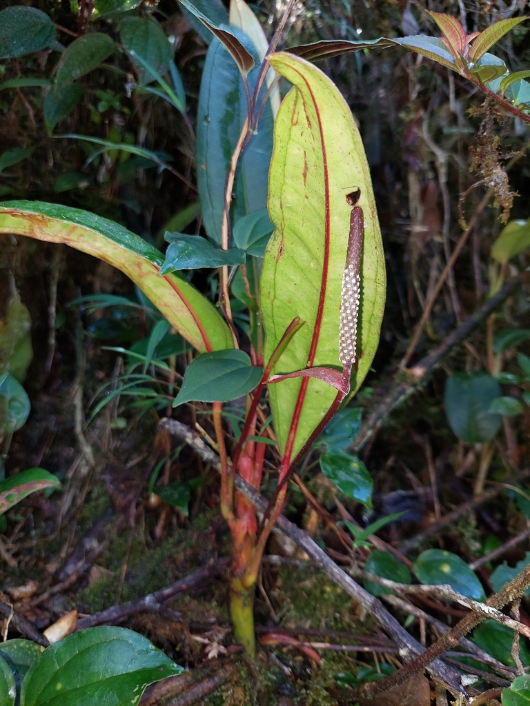 Anthurium stipitatum Benth.