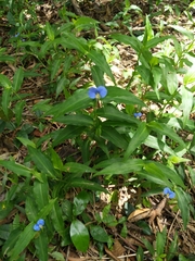 Commelina ensifolia
