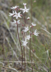 Lithophragma tenellum