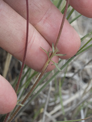 Lithophragma tenellum