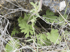 Lithophragma tenellum