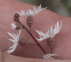 Lithophragma tenellum
