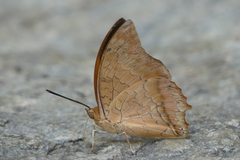 Charaxes marmax