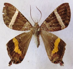 Coronidia