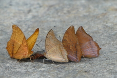 Charaxes marmax