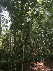 Hernandia nymphaeifolia