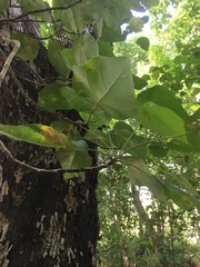 Hernandia nymphaeifolia