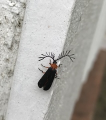 Pterotus obscuripennis