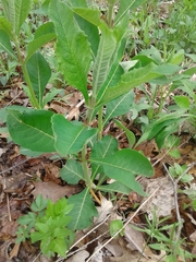 Triosteum aurantiacum