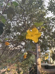 Fremontodendron