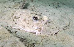 Rhombosolea tapirina