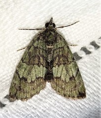 Hydriomena divisaria