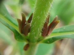 Triosteum aurantiacum