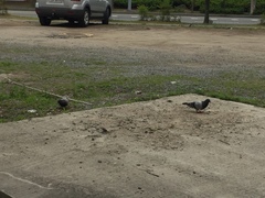 Columba livia domestica