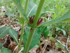 Triosteum aurantiacum