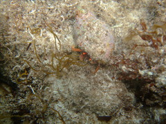 Paguristes frontalis