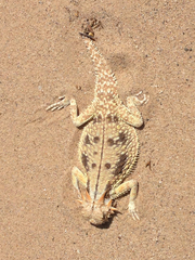 Phrynosoma mcallii
