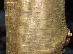 Alnus hirsuta