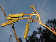Alnus hirsuta