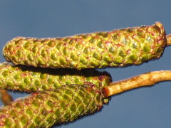 Alnus hirsuta