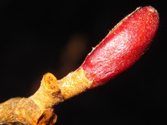 Alnus hirsuta