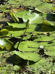 Nymphaea