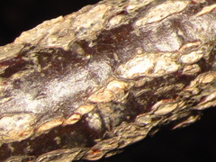 Ilex macropoda pseudomacropoda