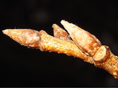 Ilex macropoda pseudomacropoda