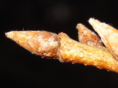Ilex macropoda pseudomacropoda