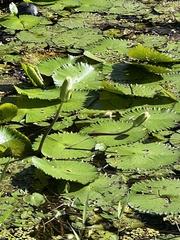 Nymphaea